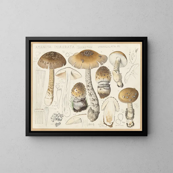 Amanite inaurée strangulée - Hans Baldung — framed artwork on a wall