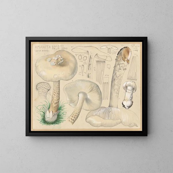 Amanite lividopalescente - Hans Baldung — framed artwork on a wall