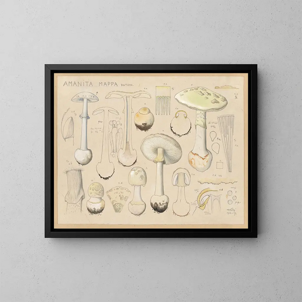 Amanite mappa - Hans Baldung — framed artwork on a wall