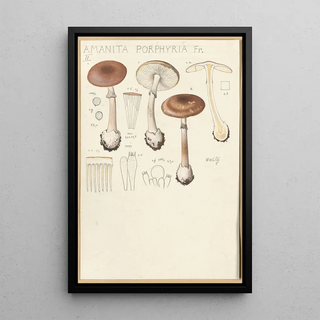 Hans Walty - Amanita porphyria Fr.webp