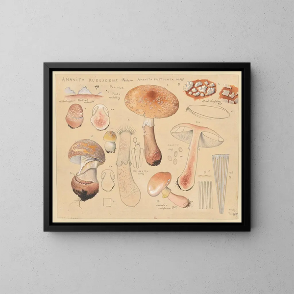 Amanite rubescente - Hans Baldung — framed artwork on a wall
