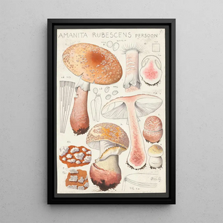 Hans Walty - Amanita rubescens Persoon.webp