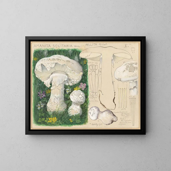 Amanite solitaire - Hans Baldung — framed artwork on a wall