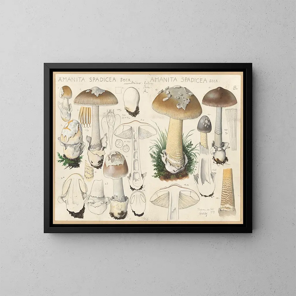 Amanite spadicee - Hans Baldung — framed artwork on a wall