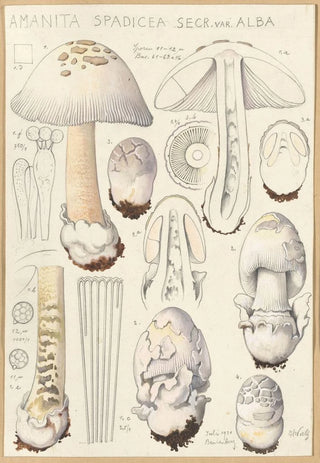 Hans Walty - Amanita spadicea Secr ver Alba.webp