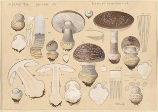 Hans Walty - Amanita spissa Fr.webp