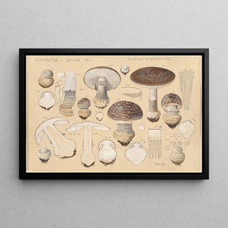 Hans Walty - Amanita spissa Fr.webp