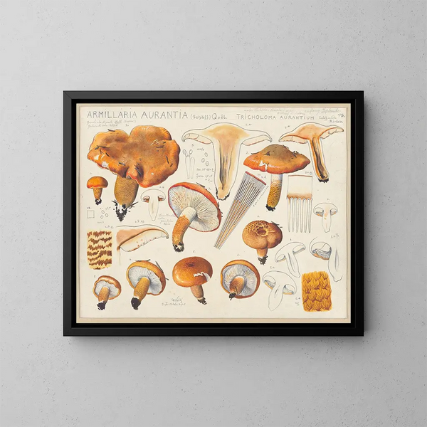 Armillaria aurantia Schff and Tricholoma aurantium Schff according to Ricken - Hans Baldung — framed artwork on a wall