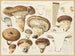 Armillaria impérialis - Hans Baldung — weergave van het kunstwerk