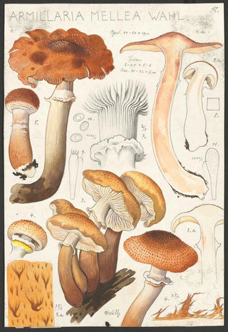 Hans Walty - Armillaria mellea Wahl.webp