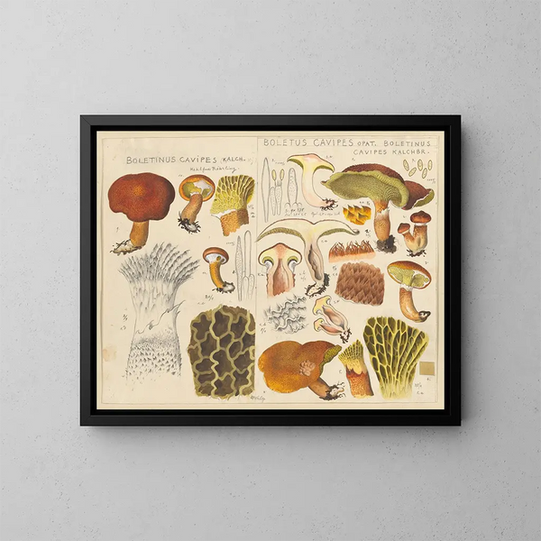 Boletin de cavipes - Hans Baldung — framed artwork on a wall