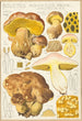 Bolet aqueux - Hans Baldung — weergave van het kunstwerk
