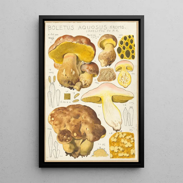 Bolet aqueux - Hans Baldung — ingelijst kunstwerk aan de muur