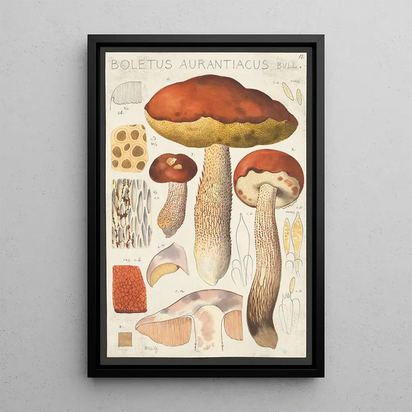 Bolet orangé Bull - Hans Baldung — ingelijst kunstwerk aan de muur
