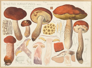 Bolet oranje - Hans Baldung — weergave van het kunstwerk
