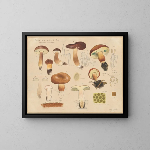 Bolet badius - Hans Baldung — framed artwork on a wall