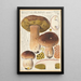 Boletus bulbosus - Hans Baldung — ingelijst kunstwerk aan de muur