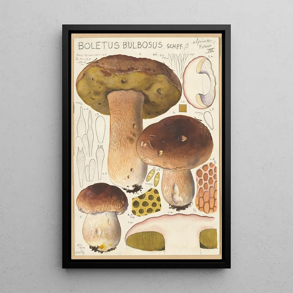 Boletus bulbosus - Hans Baldung — ingelijst kunstwerk aan de muur
