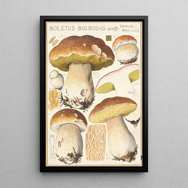 Boletus bulbosus Schff - Hans Baldung | Reproduction — ingelijst kunstwerk aan de muur