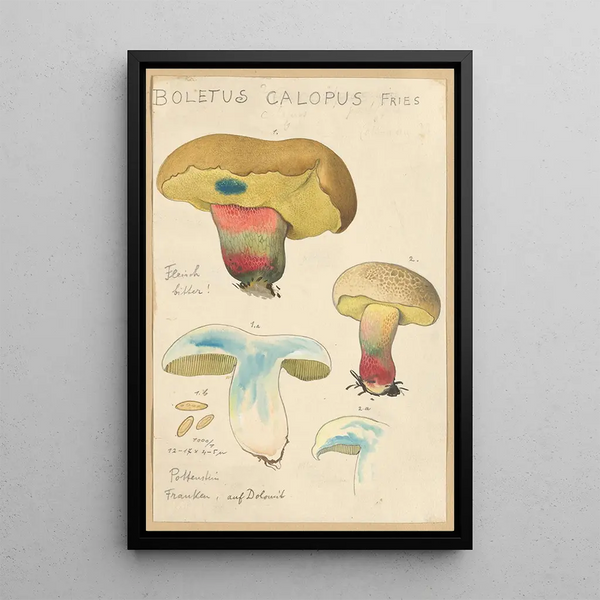 Boletus calopus - Hans Baldung — ingelijst kunstwerk aan de muur