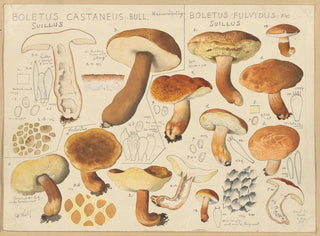 Boletus castaneus en Boletus fulvidus - Hans Baldung — weergave van het kunstwerk