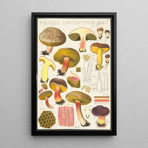 Boletus chrysenteron Bull - Hans Baldung — ingelijst kunstwerk aan de muur