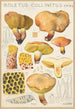 Boletus collinitus - Hans Baldung | Reproduction — weergave van het kunstwerk