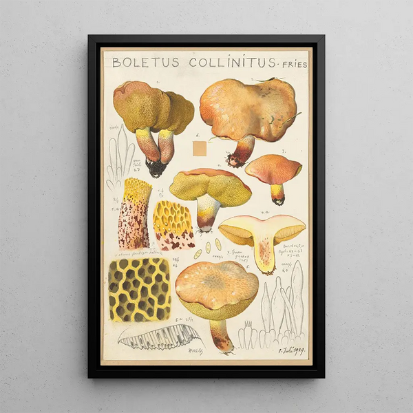 Boletus collinitus - Hans Baldung | Reproduction — ingelijst kunstwerk aan de muur