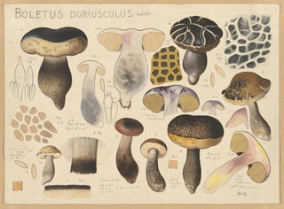 Bolet duriuscule - Hans Baldung — weergave van het kunstwerk