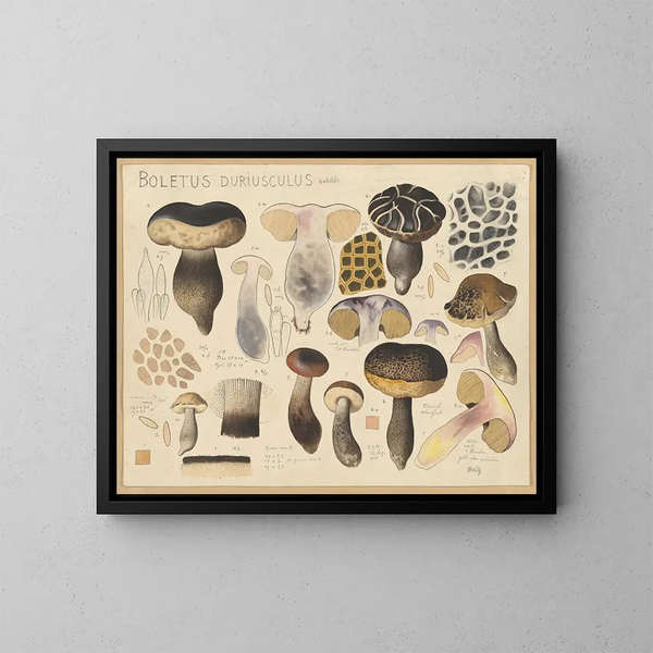 Bolet duriuscule - Hans Baldung — framed artwork on a wall