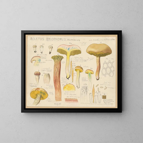 Boletus eriophorus - Hans Baldung — framed artwork on a wall