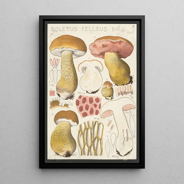 Boletus felleus Bull - Hans Baldung — ingelijst kunstwerk aan de muur