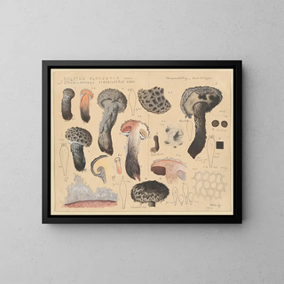 Hans Walty - Boletus floccopus Vahl Strobilomyces strobilaceus Berk.webp