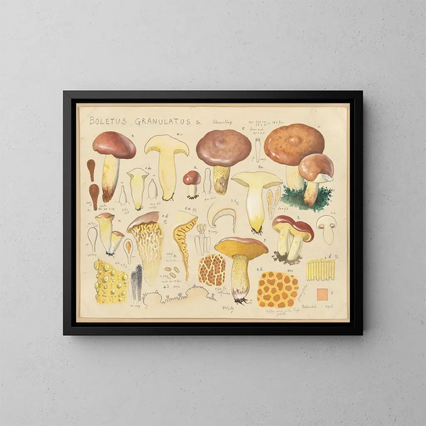 Bolet granuleux - Hans Baldung — framed artwork on a wall