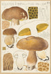 Boletus impolitus - Hans Baldung — weergave van het kunstwerk