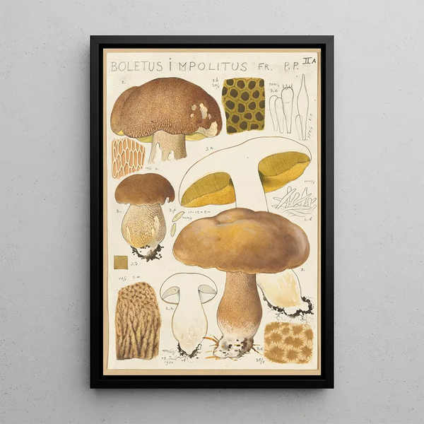 Boletus impolitus - Hans Baldung — ingelijst kunstwerk aan de muur