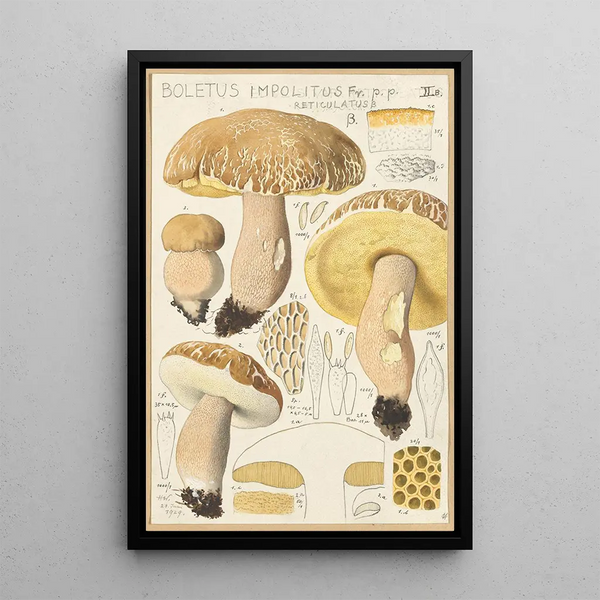 Boletus impolitus Fr reticulatus - Hans Baldung — ingelijst kunstwerk aan de muur