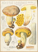 Boletus leoninus - Hans Baldung — weergave van het kunstwerk