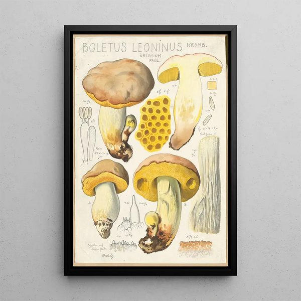 Boletus leoninus - Hans Baldung — ingelijst kunstwerk aan de muur