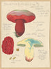 Boletus lupinus - Hans Baldung — weergave van het kunstwerk