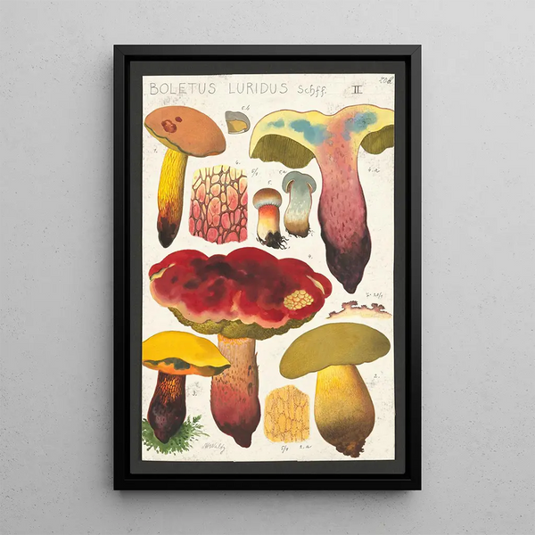 Boletus luridus Schaeffer - Hans Baldung — ingelijst kunstwerk aan de muur