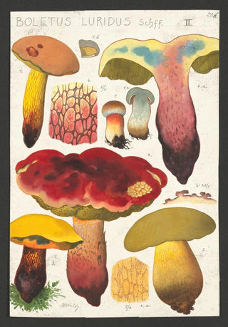Hans Walty - Boletus luridus Schaeffer.webp