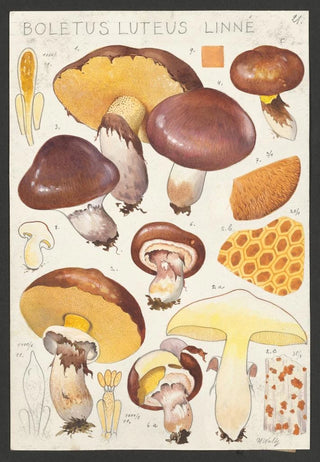 Hans Walty - Boletus luteus Linn.webp
