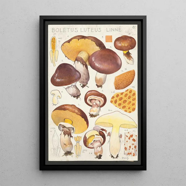 Boletus luteus Linn - Hans Baldung — ingelijst kunstwerk aan de muur