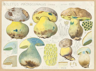 Hans Walty - Boletus macrocephalus Leuba.webp