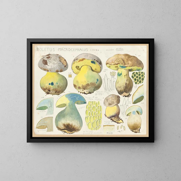 Boletus macrocephalus - Hans Baldung — ingelijst kunstwerk aan de muur
