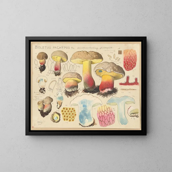 Boletus pachypus - Hans Baldung — ingelijst kunstwerk aan de muur