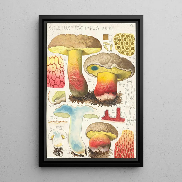 Boletus pachypus Fries - Hans Baldung — ingelijst kunstwerk aan de muur