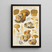 Boletus parasiticus - Hans Baldung — ingelijst kunstwerk aan de muur