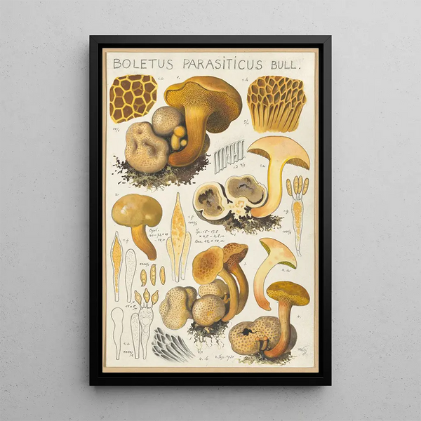 Boletus parasiticus - Hans Baldung — ingelijst kunstwerk aan de muur